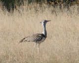 IMG_0485a
