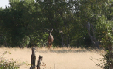IMG_0692a
