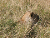 IMG_0889a