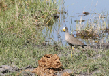 IMG_0933a