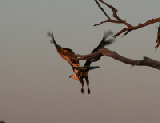 IMG_1173a