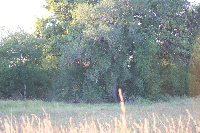 IMG_0773