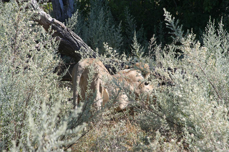 IMG_1239