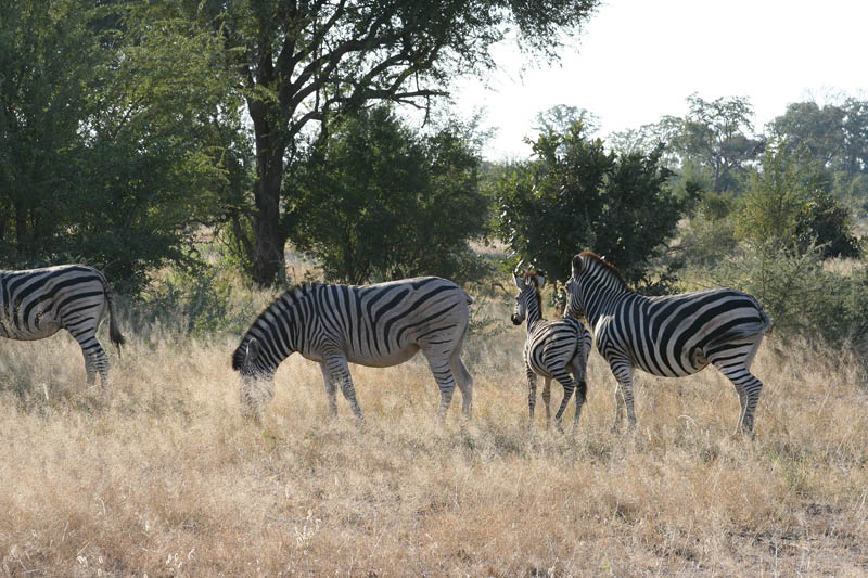 IMG_1274